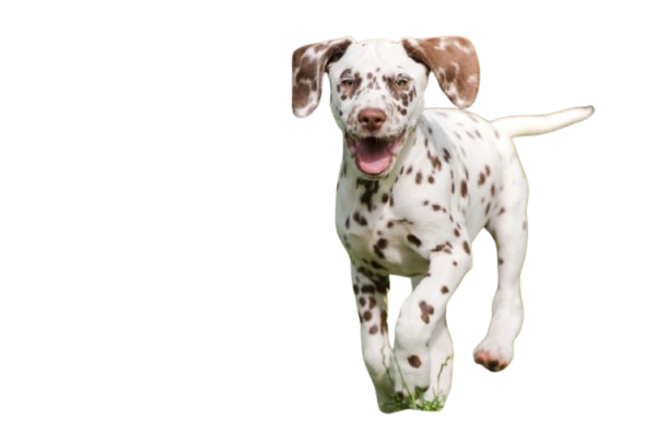 cute Dalmatian puppies