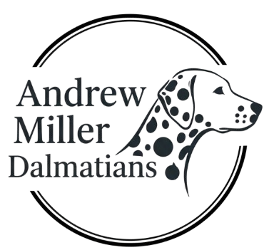 Andrew Miller Dalmatian